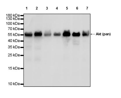 Phospho-Akt (Ser473) Antibody Duo