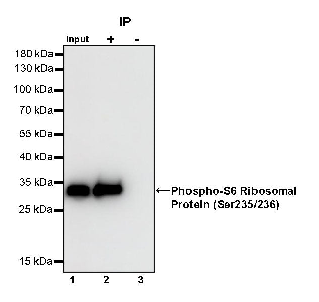 Phospho-S6 Ribosomal Protein (Ser235/236) Recombinant Rabbit mAb (S-R203)