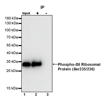 Phospho-S6 Ribosomal Protein (Ser235/236) Recombinant Rabbit mAb (S-R203)