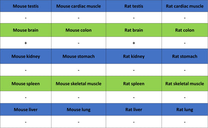 AP-2α Recombinant Rabbit mAb (S-4444-44)