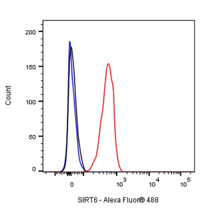 SIRT6 Rabbit Polyclonal Antibody