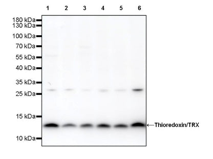 Thioredoxin/TRX Recombinant Rabbit mAb (S-1862-26)