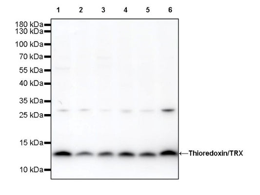 Thioredoxin/TRX Recombinant Rabbit mAb (S-1862-26)