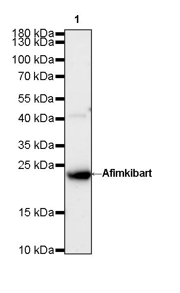 Anti-Human TL1A Monoclonal Antibody (Afimkibart)