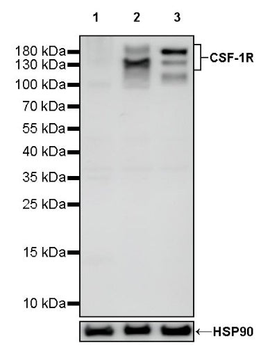 CSF-1R Rabbit Polyclonal Antibody