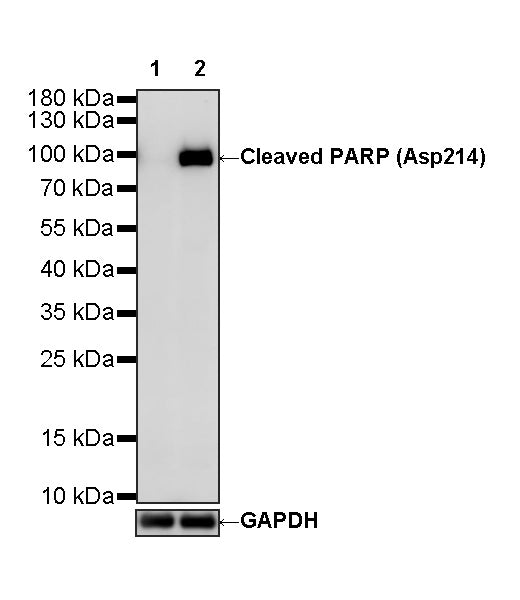 Cleaved PARP (Asp214) Recombinant Rabbit mAb (S-5860)