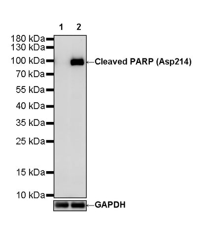 Cleaved PARP (Asp214) Recombinant Rabbit mAb (S-5860)