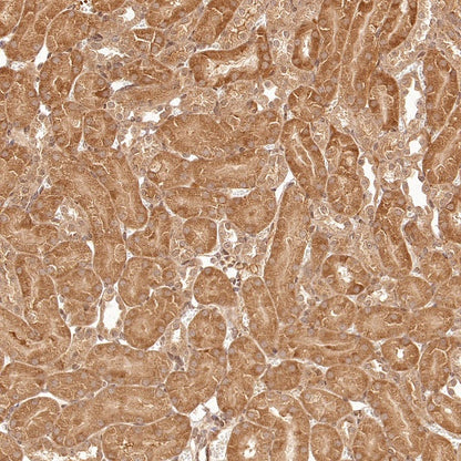 eIF4E Rabbit Polyclonal Antibody
