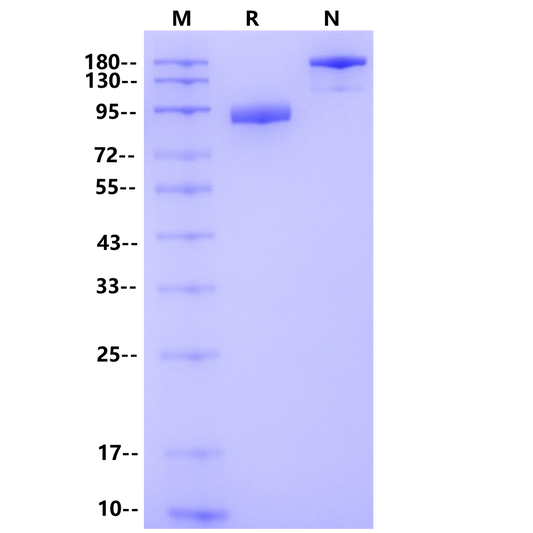 Product image media