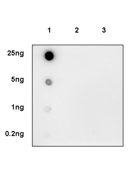 S-RMabMixTM K-ε-GG Rabbit mAb