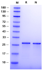FGF-8e Protein, Human