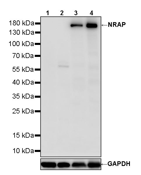 NRAP Recombinant Rabbit mAb (S-4533-5)