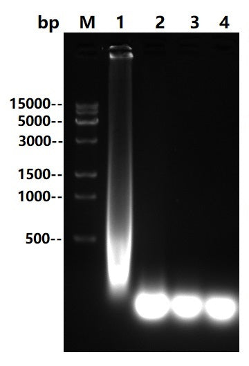 UltraNuclease