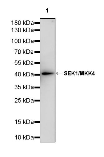SEK1/MKK4 Rabbit Polyclonal Antibody