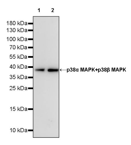 p38α MAPK+p38β MAPK Recombinant Rabbit mAb (S-1300-102)
