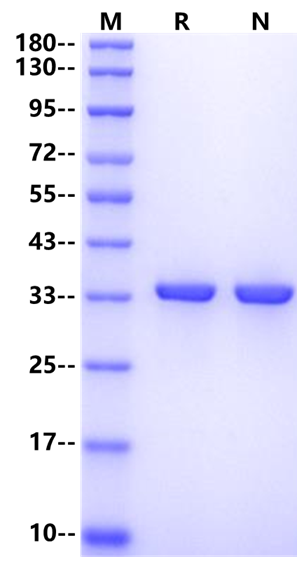 STX4 His Tag Protein, Human