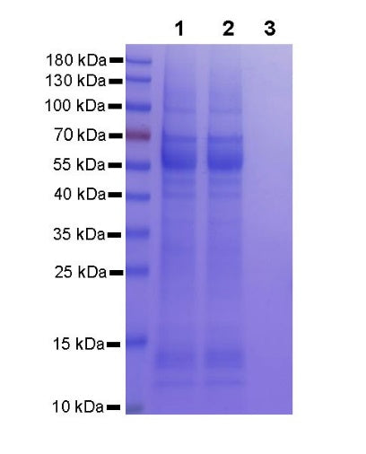 Rabbit IgG Isotype Control Magnetic Agarose