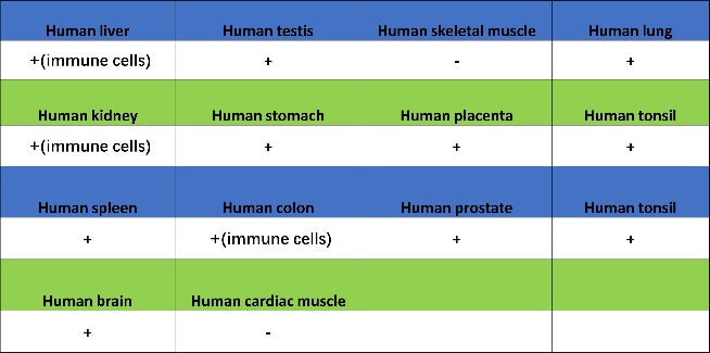 SAMHD1 Recombinant Rabbit mAb (S-2401-25)