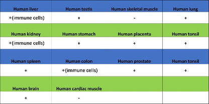 SAMHD1 Recombinant Rabbit mAb (S-2401-25)