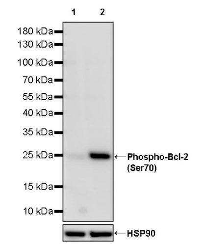 Phospho-Bcl-2 (Ser70) Recombinant Rabbit mAb (S-1344-257)