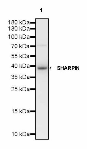 SHARPIN Recombinant Rabbit mAb (S-2356-308)
