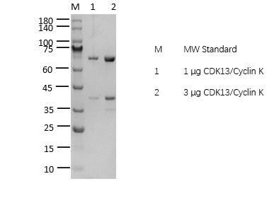 CDK13/Cyclin K Protein
