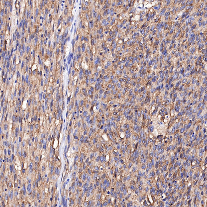 S-RMab® CD117 Recombinant Rabbit mAb,PBS Only (SDT-125-51)