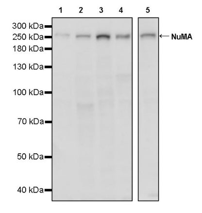 NuMA Recombinant Rabbit mAb (SDT-474-241)