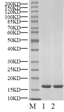 CDKN2C Protein, Human