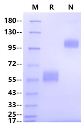 NKp30/CD337 Fc Chimera Protein, Human