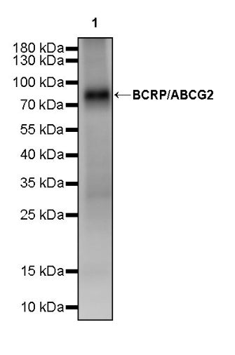 BCRP/ABCG2 Recombinant Rabbit mAb (S-2365-67)