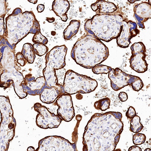 VISTA Recombinant Rabbit mAb (S-1013-5)