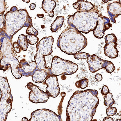 VISTA Recombinant Rabbit mAb (S-1013-5)