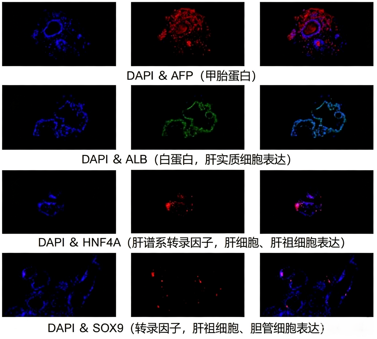 hPSC Induction Differentiation Liver Organoid Kit