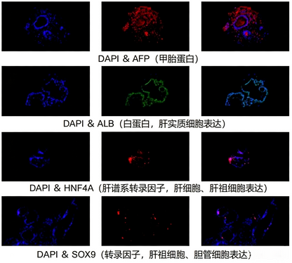 hPSC Induction Differentiation Liver Organoid Kit