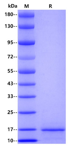 Human papillomavirus type 16 E7