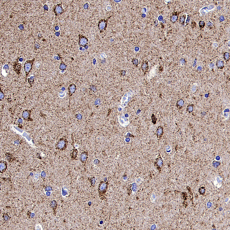 COXIV Recombinant Mouse mAb (S-5528)