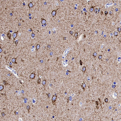 COXIV Recombinant Mouse mAb (S-5528)