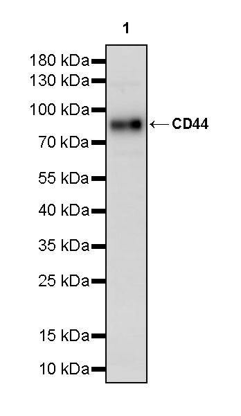 CD44 Rabbit Polyclonal Antibody