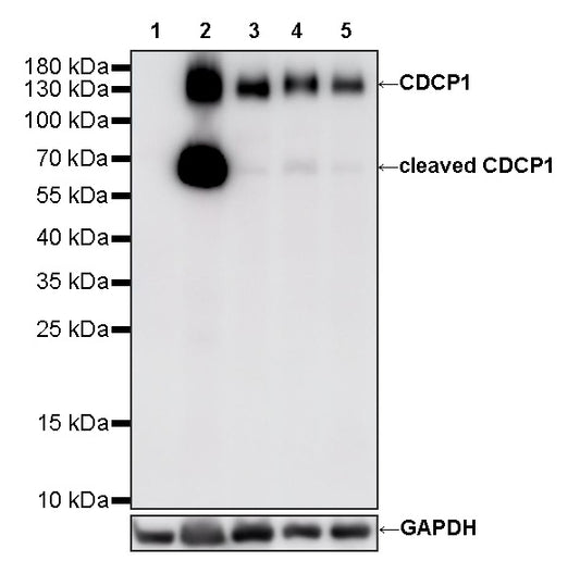 CDCP1 Recombinant Rabbit mAb (S-3437-221)