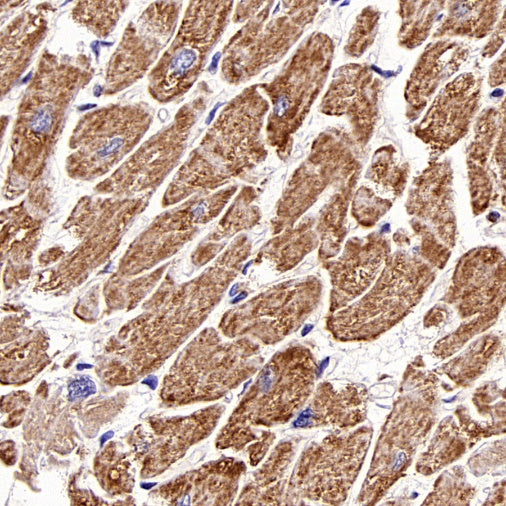 Rheb Rabbit Polyclonal Antibody