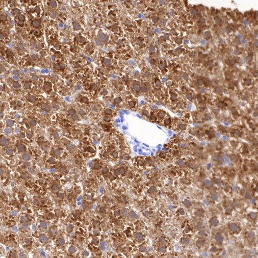 BHMT Recombinant Rabbit mAb (S-R286)