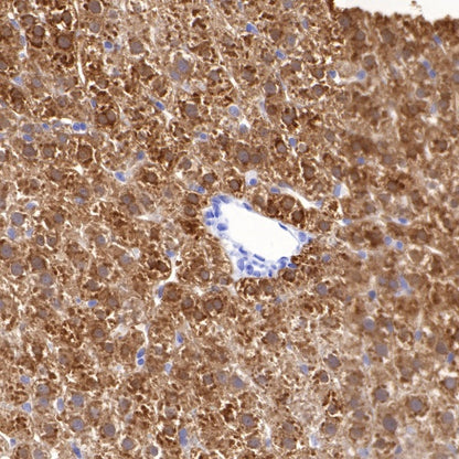 BHMT Recombinant Rabbit mAb (S-R286)