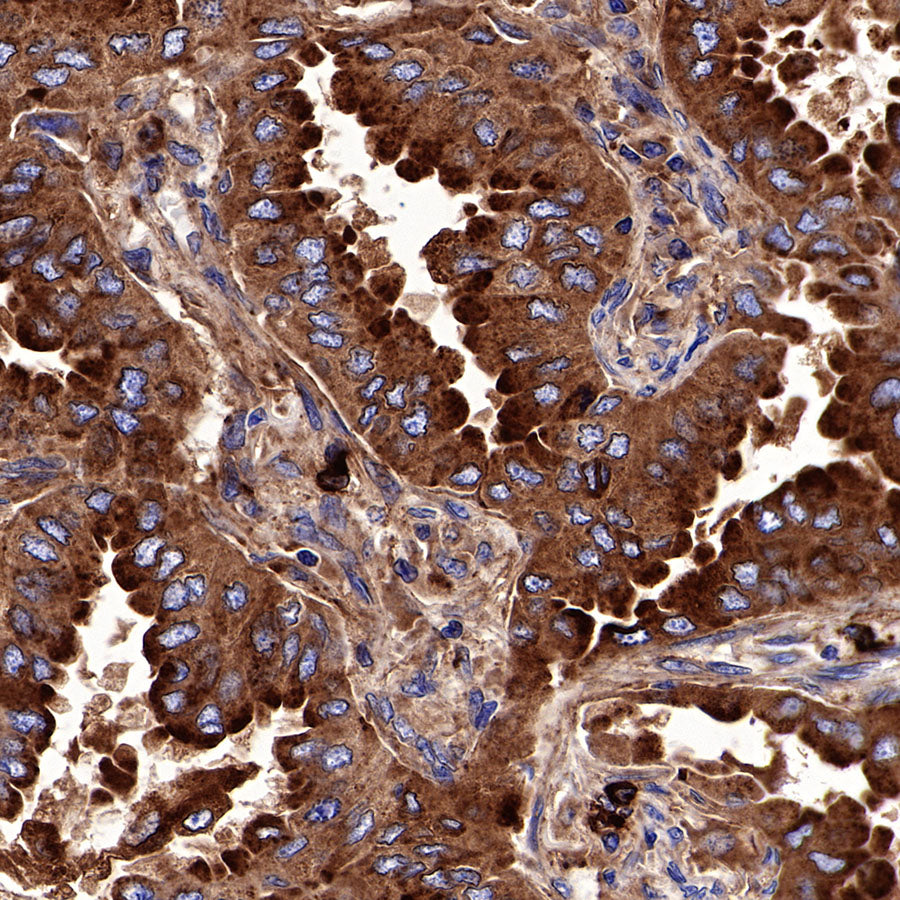 CD63 Recombinant Rabbit mAb,PBS Only (SDT-230-3)