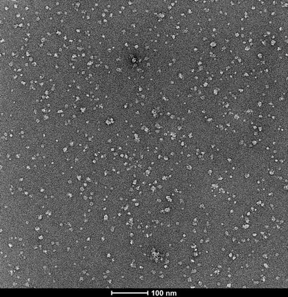 GIPR [I307C, G351C] Flag&His Tag Protein, Human