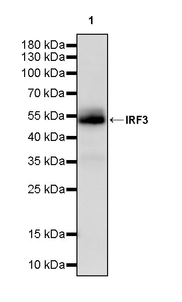 IRF3 Recombinant Rabbit mAb (S-4395)