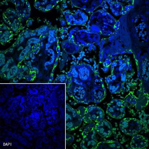 Placental lactogen Recombinant Rabbit mAb (S-454-142)