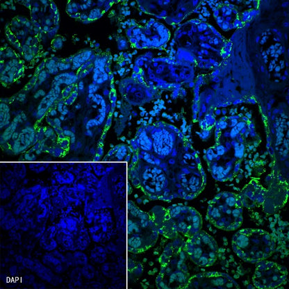 Placental lactogen Recombinant Rabbit mAb (S-454-142)