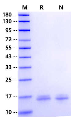 FABP7 His Tag Protein, Human