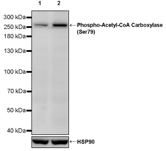 Phospho-Acetyl-CoA Carboxylase (Ser79) Recombinant Rabbit mAb (S-745-303)